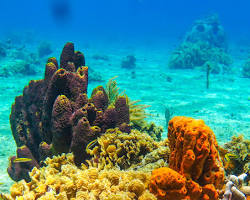 Viaje de Buceo a Cozumel